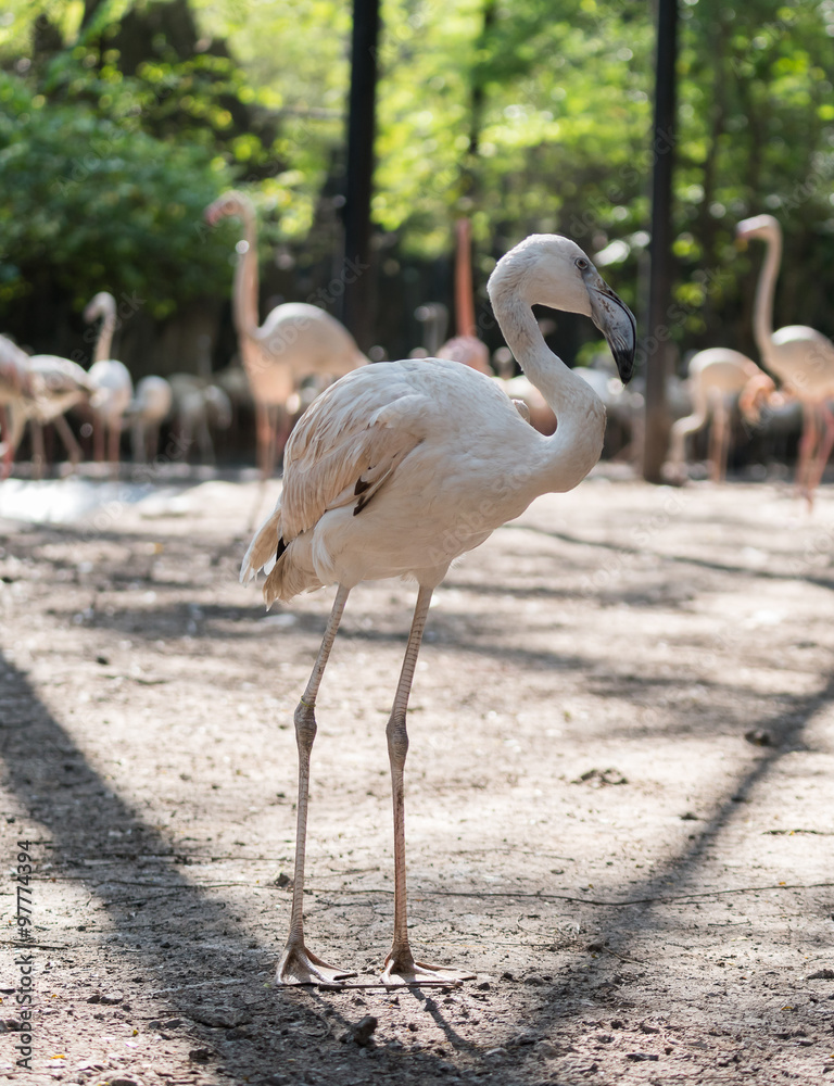Obraz premium flamingo