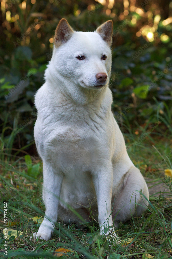43 Best 北海道犬 Images Stock Photos Vectors Adobe Stock 43 Best 北海道犬 Images Stock Photos Vectors Adobe Stock