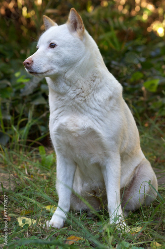 秋の夕暮れ、庭で座っている北海道犬（雌） © conta114