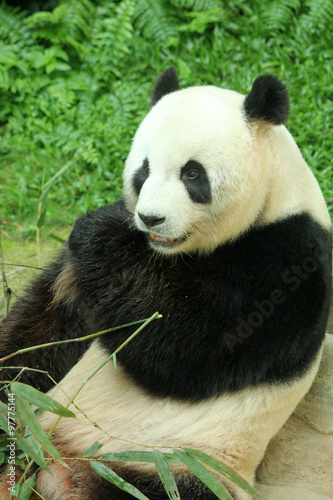 Giant panda feeding on bamboo © t4nkyong