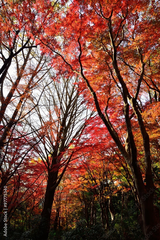 紅葉 紅葉