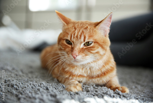 Fototapeta Naklejka Na Ścianę i Meble -  Red cat on the floor, close up