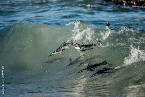 African penguins swimming in ocean wave. The African penguin (Spheniscus demersus), also known as the jackass penguin and black-footed penguin is a species of penguin.