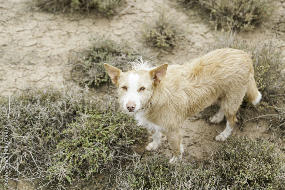 Obraz premium Hound dog happy