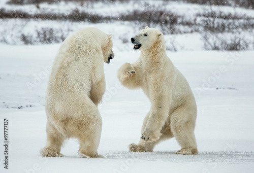 Fighting Polar bears (Ursus maritimus ) on the snow.\ Arctic tundra. Two polar bears play fighting. Polar bears fighting on snow have got up on hinder legs.