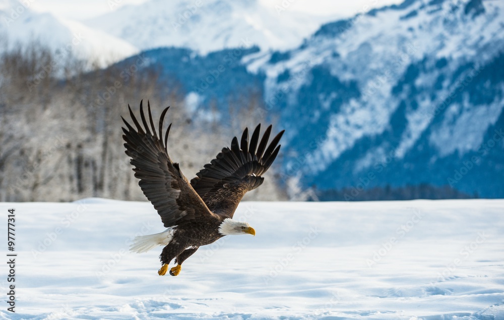 Fototapeta premium Bald Eagle ( Haliaeetus leucocephalus ) landed on snow