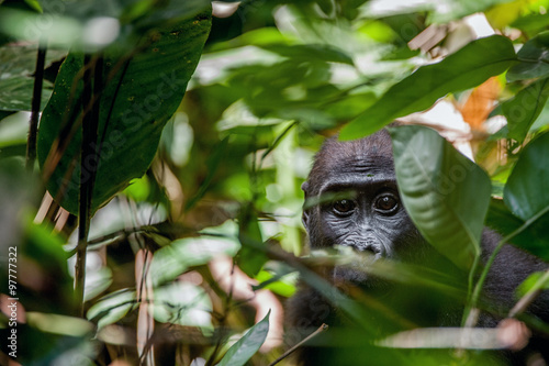 Lowland gorilla in jungle Congo. Portrait of a western lowland gorilla (Gorilla gorilla gorilla) close up at a short distance. Young gorilla in a native habitat. photo