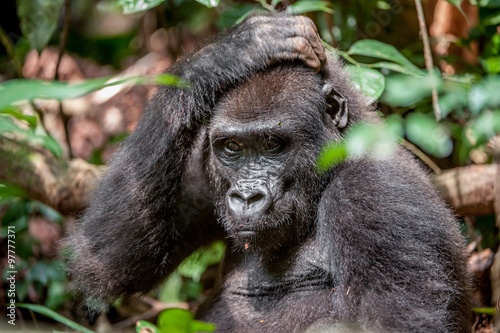 Obraz na plátně Lowland gorilla in jungle Congo