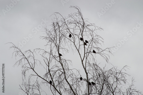 Flock of the black birds resting on the tree without leaves. 