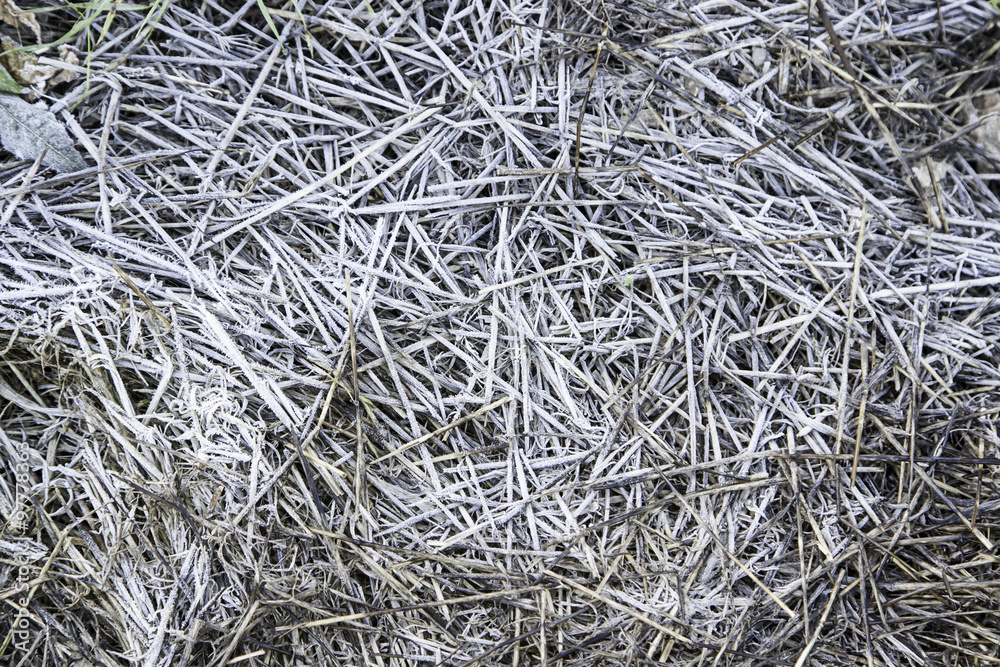 Frozen grass in nature Frozen grass in nature