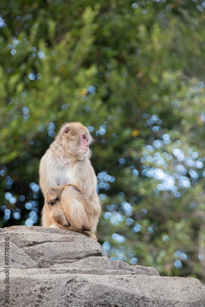 Obraz premium 叫ぶニホンザル