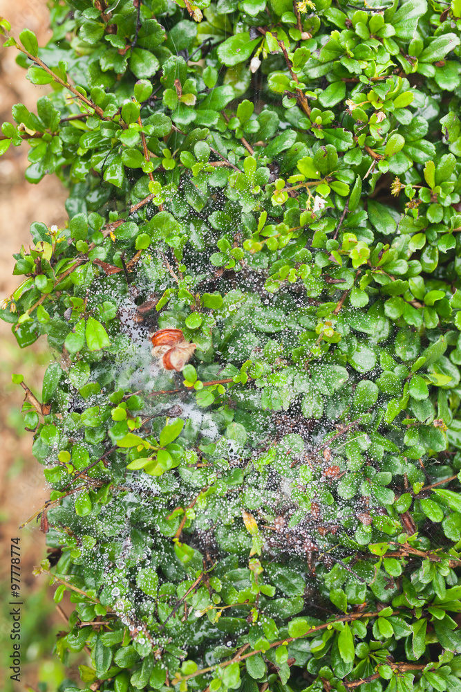 high resolution green leaf with water spray cobwebs texture back high resolution green leaf with water spray cobwebs texture back