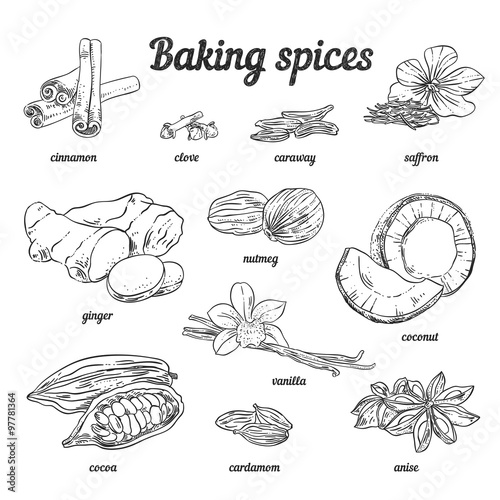 Hand drawn baking spices. Vintage spices for bakery vector illustration