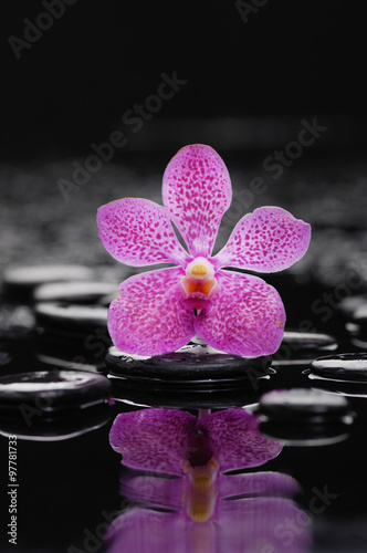 Still life with orchid with pebbles reflection