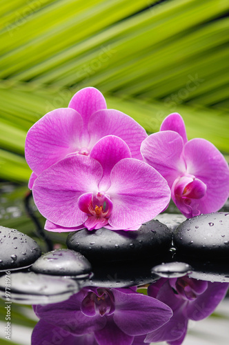 Pink orchid with palm and stones on wet background