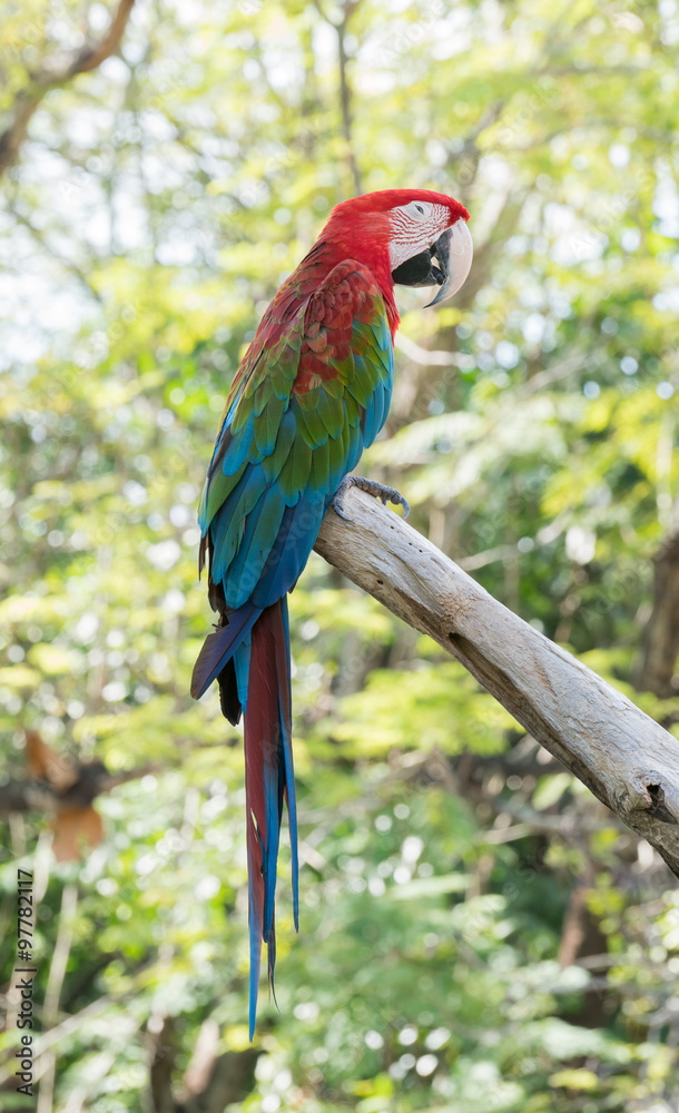Naklejka premium macaw
