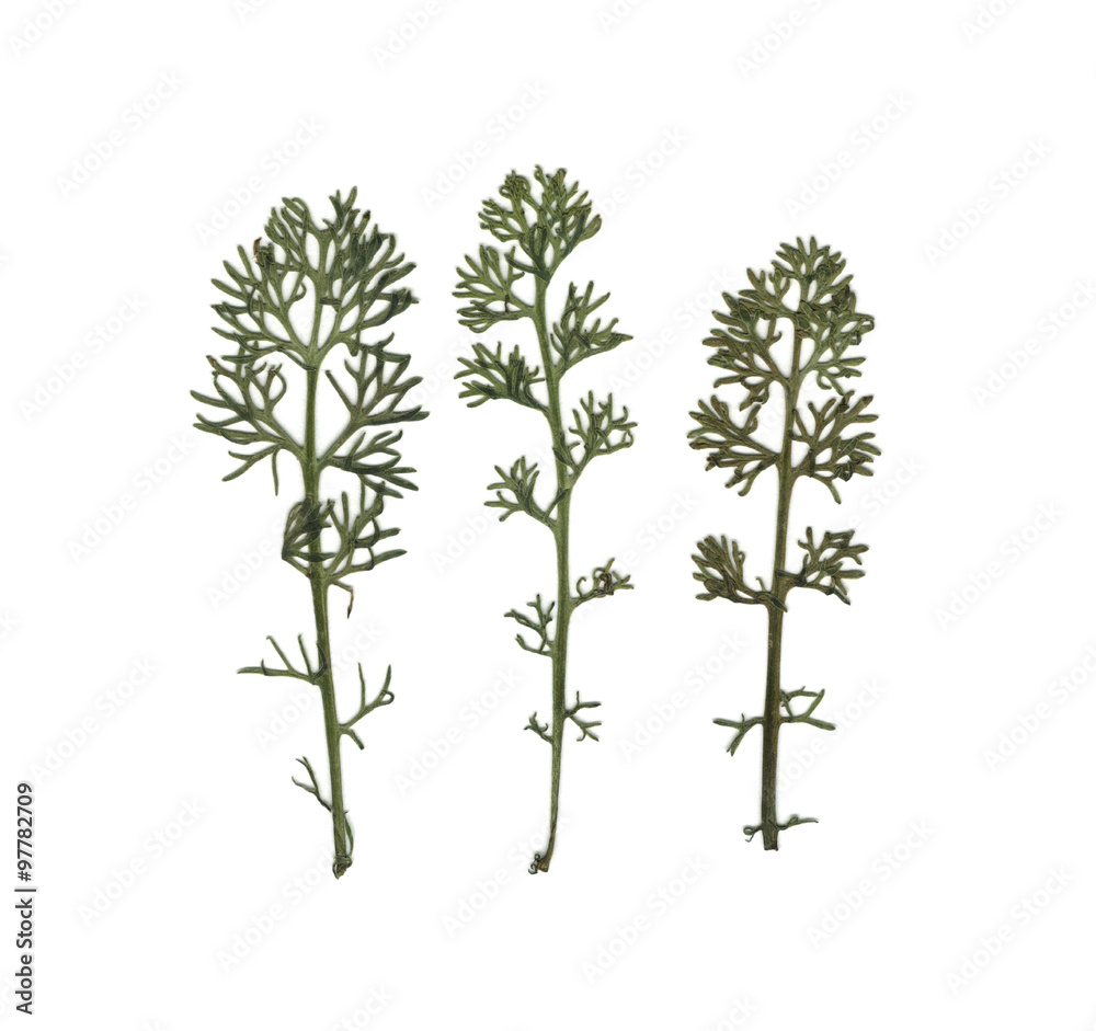 Dill. Fennel. Herbarium. Dried herbs. Composition of the grass on a white background. Dill. Fennel. Herbarium. Dried herbs. Composition of the grass on a white background.