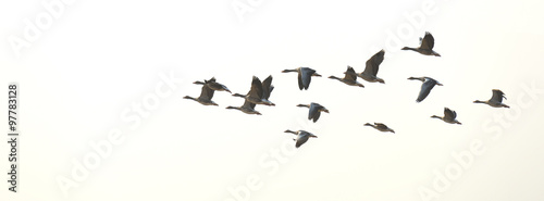 Flock of flying geese in summer