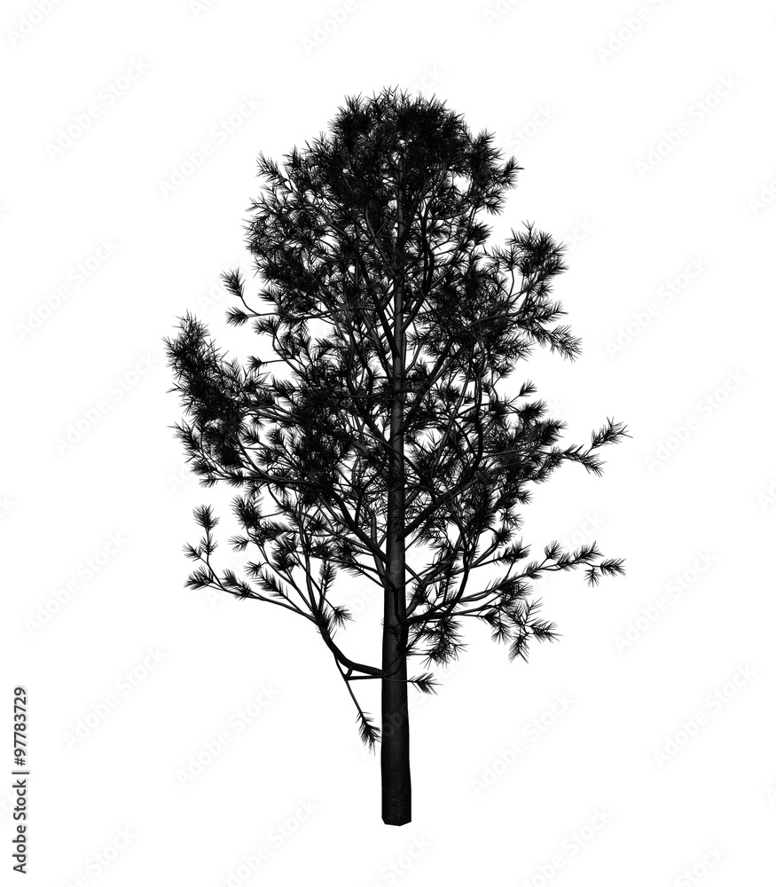 Fototapeta premium Tree
