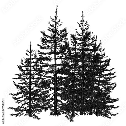 Pine