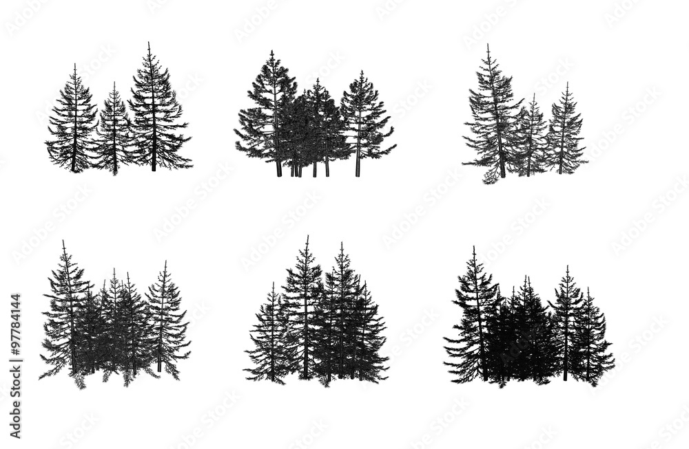 Fototapeta premium Pine