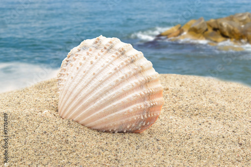 Shell on the sea © igradesign