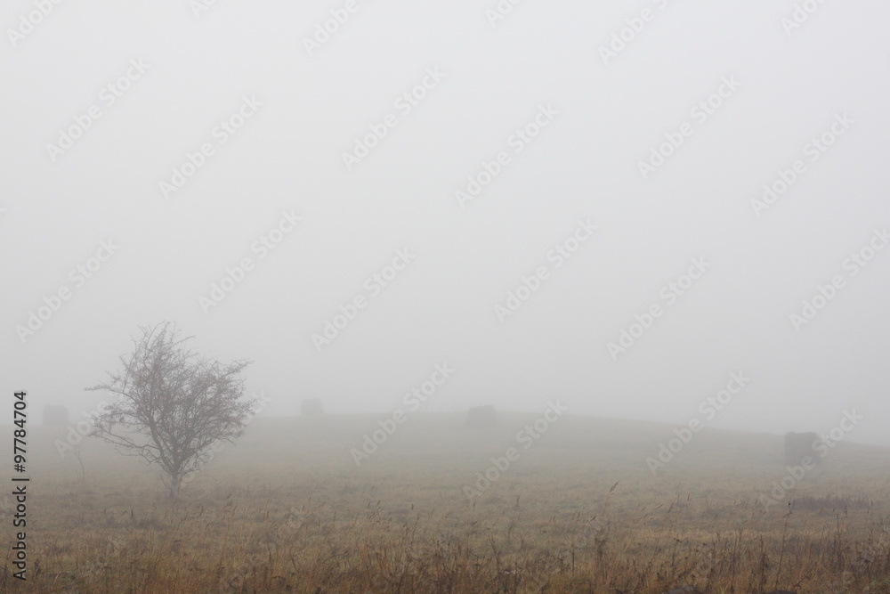 rural landscape in the fog rural landscape in the fog
