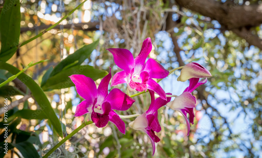 purple orchids, flowers blooming