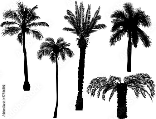 five palm silhouettes isolated on white