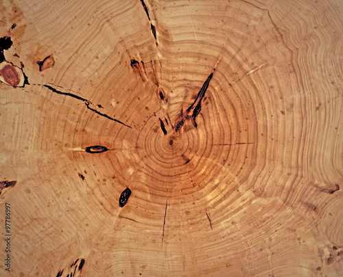 tree stump photo