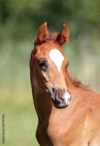 Head shot of an arabian breed few weeks old colt © acceptfoto