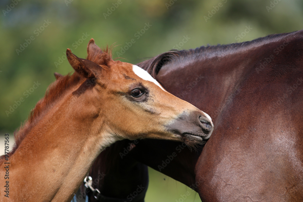 Obraz premium Few weeks old chestnut arabian foal with her mother