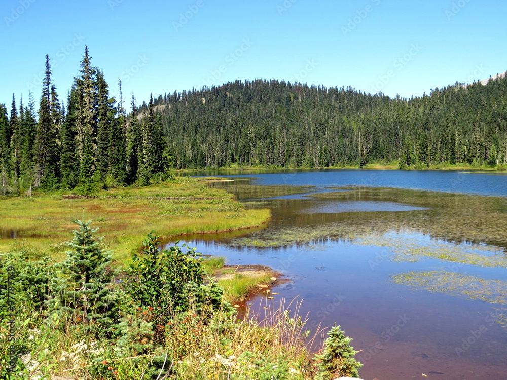 Obraz premium Flowing green curves at Mount Rainier National Park
