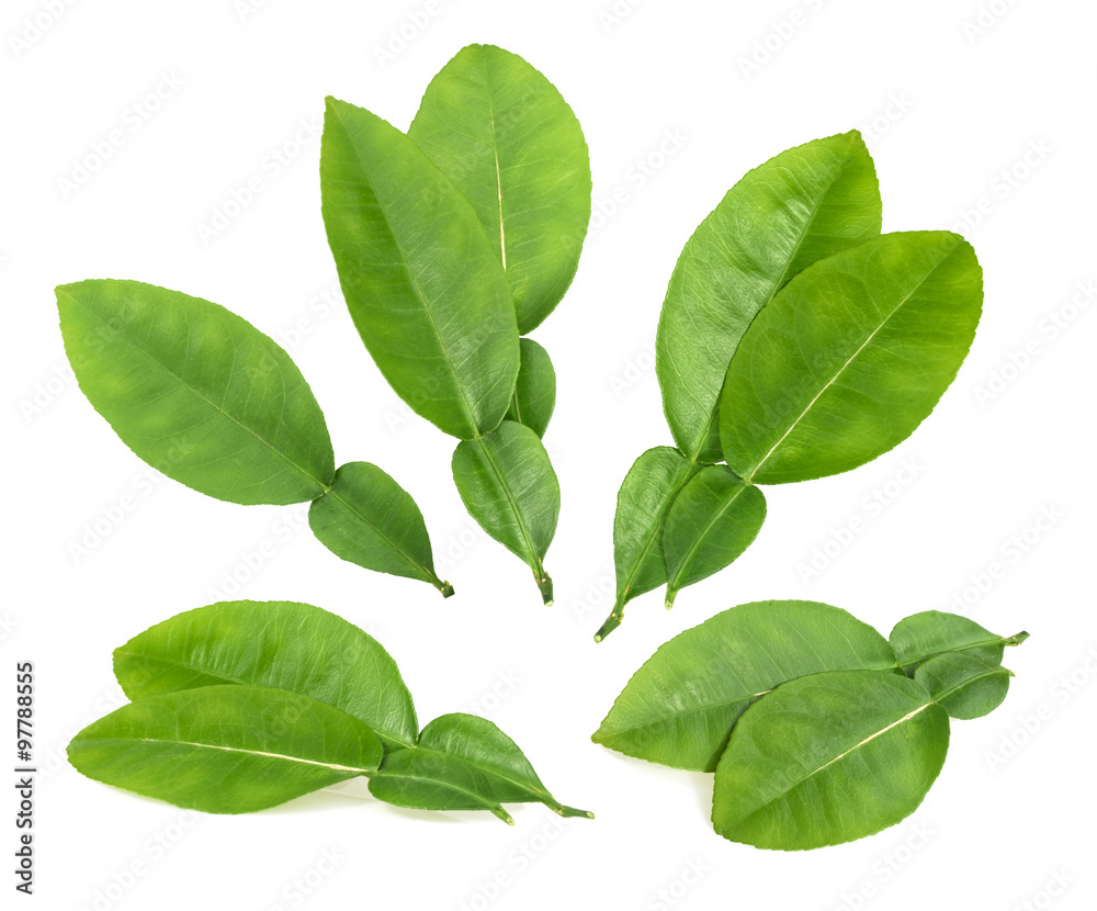 Citrus lime leaves isolated on white background