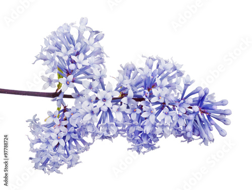 light blue lilac inflorescence on white