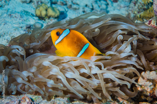 Clownfish or anemonefish with sea anemones