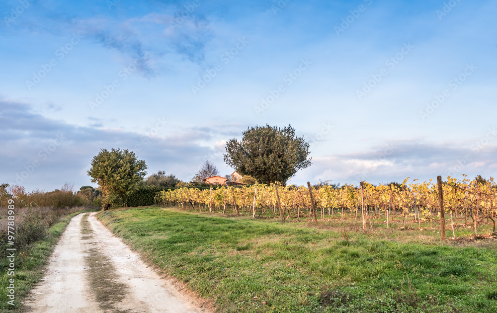 Fototapeta premium The beautiful countryside of Lucignano in Tuscany