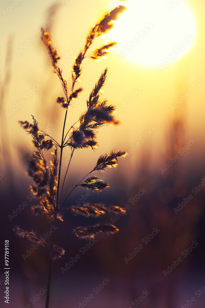 Winter Plant Silhouette at sunset Winter Plant Silhouette at sunset