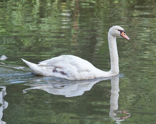 Fototapeta Naklejka Na Ścianę i Meble -  swan