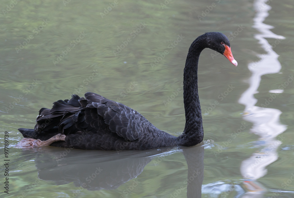 Naklejka premium swan