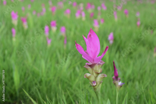 Siam Tulip photo