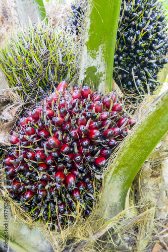 pam oil fruit