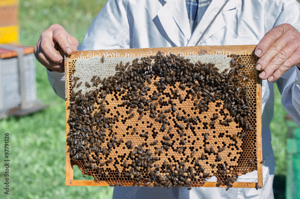 Bees 2 Bees 2