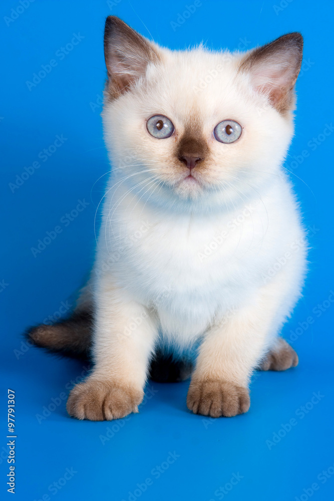 White fluffy kitten with blue eyes on a blue background