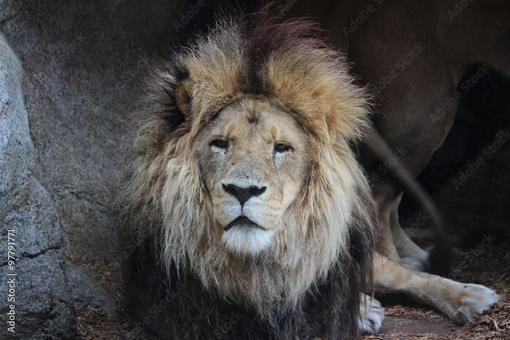 staring lion staring lion