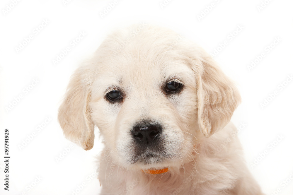 Portrait of a golden retriever puppy (isolated on white) Portrait of a golden retriever puppy (isolated on white)