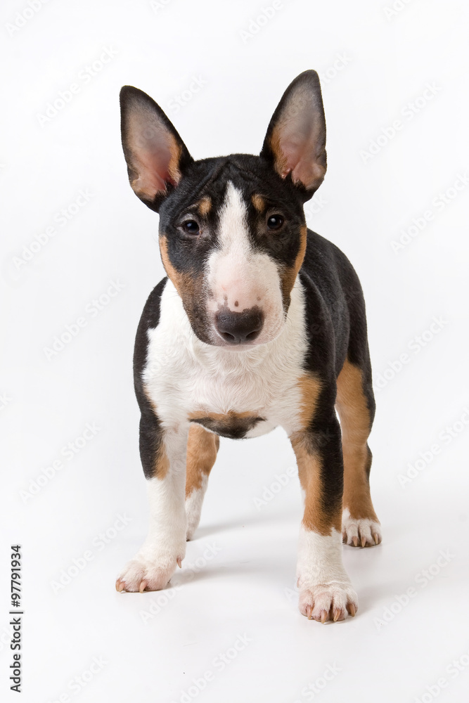 Bulldog puppy standing and looking at the camera (isolated on white)