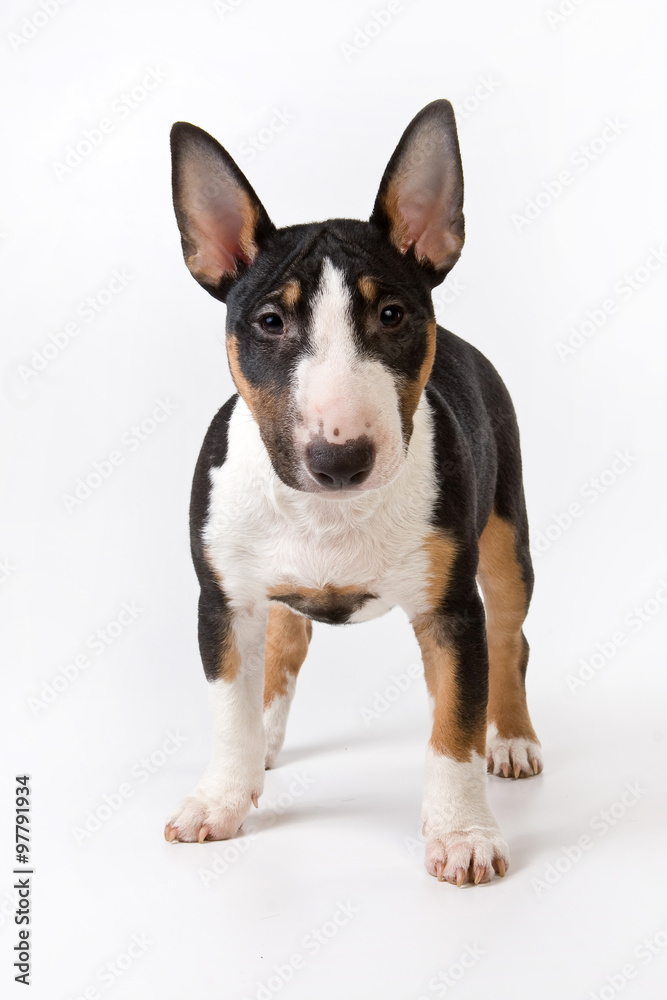 Bulldog puppy standing and looking at the camera (isolated on white) Bulldog puppy standing and looking at the camera (isolated on white)