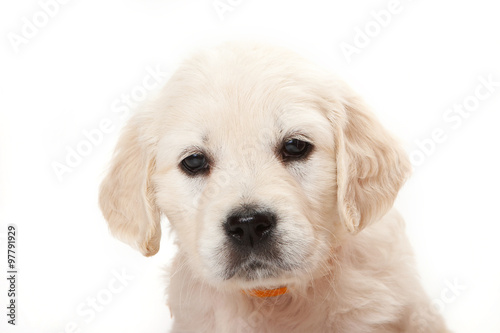 Portrait of a golden retriever puppy (isolated on white)