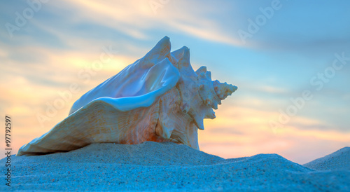 Big sea shell on the sunset